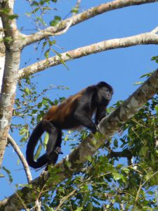 Le Costa Rica et son foisonnement d'espèces, par George et Emmanuel