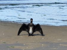 Un cormoran "en étendard" sur la plage, en train de se sécher