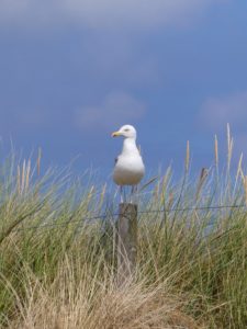 Un goéland à l'air normalement hautain