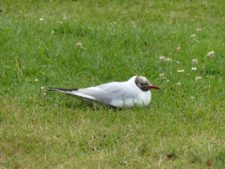 Mouette rieuse pour le moins circonspecte, en train de faire son plumage d'été