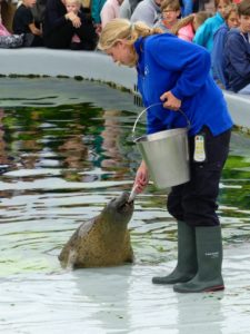 C'est l'heure du repas au refuge pour animaux marins Ecomare