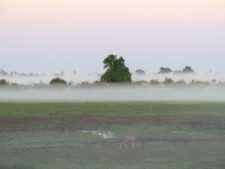 Dans les brumes du petit matin, un kudu s’active en quête de nourriture