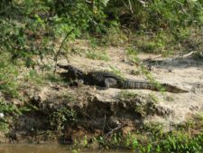 Crocodile des marais qui prend le soleil dans le Parc National de Yala