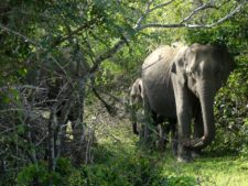 Rencontre agréable dans le Parc National de Yala