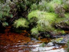 Tourbe et bruyère au fil de l'eau dans les Highlands