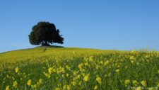 Colline en fleurs