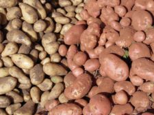 Deux teintes de pommes de terre sur un marché au sud du Maroc